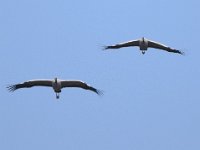 Kranich (Grus grus)  14